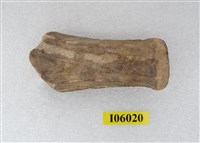 藏品(鹿角化石)的圖片